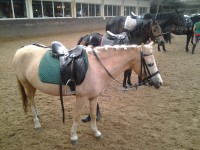 /album/the-best-pony/camera-marjan-1235-jpg/
